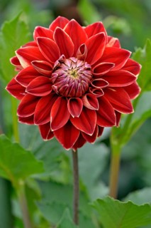 Dekorative Dahlie (Dahlia)
