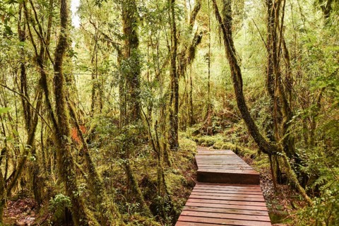 Wooden path through forest with moss