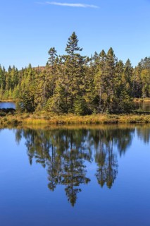 Water reflection of the trees in the lake