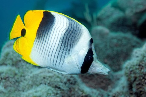 Pacific double-saddle butterflyfish (Chaetodon ulietensis)