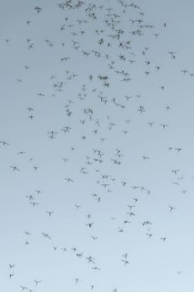 Mosquito swarm (Culicidae)