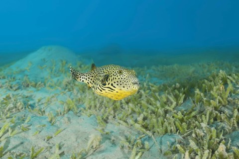 Juvenile Star Pufferfish (Arothron stellatus) swim over bottom with sea grass