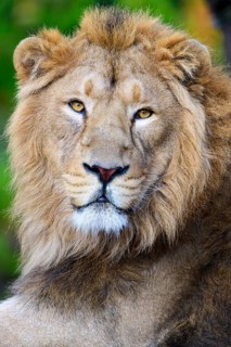 Asiatic Lion (Panthera leo persica)