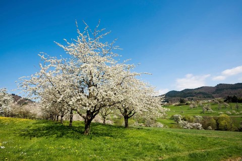 Flowering orchard meadows