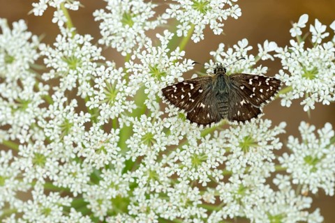 Grizzled Skipper (Pyrgus malvae)