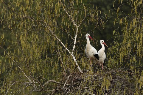 White storks (Ciconia ciconia)