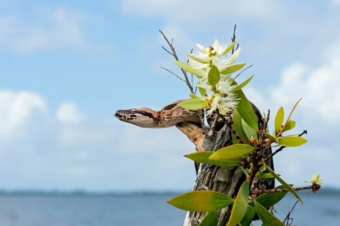 Malagasy ground boa (Acrantophis madagascariensis) young animal on blooming tree stump