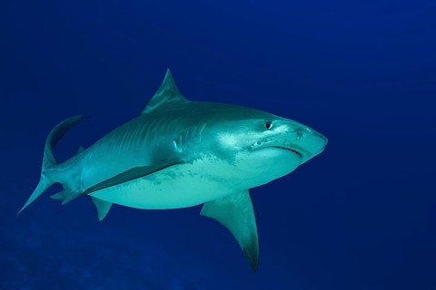 Tiger Shark (Galeocerdo cuvier) swims in the blue water