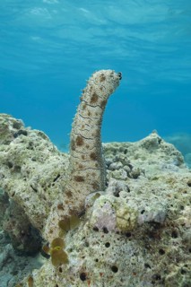 Graeffe's Sea Cucumber (Pearsonothuria graeffei) stands upright on a coral reef