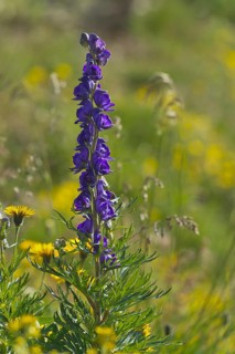 Monkshood (Aconitum napellus)