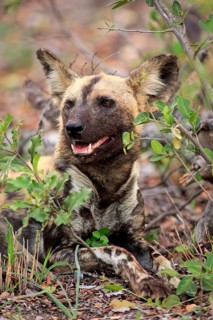 African wild dog (Lycaon pictus)