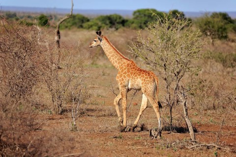 Southern giraffe (Giraffa camelopardalis giraffa)