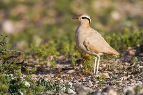 Cream-coloured Courser (Cursorius cursor)