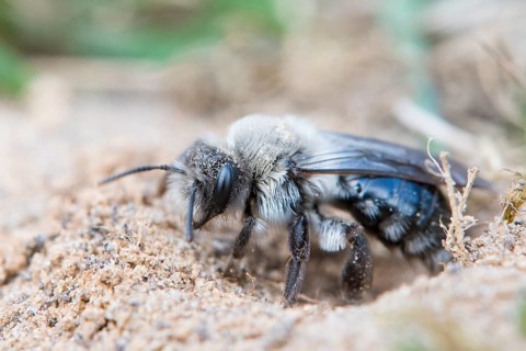 Ashy mining bee (Andrena cineraria)