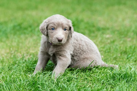 Longhair Weimaraner