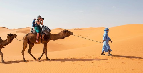 Tourist on a dromedaries with bedouin (Camelus dromedarius)