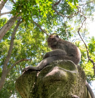 Crab-eating macaque (Macaca fascicularis)