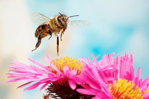 Honey bee (Apis mellifera)