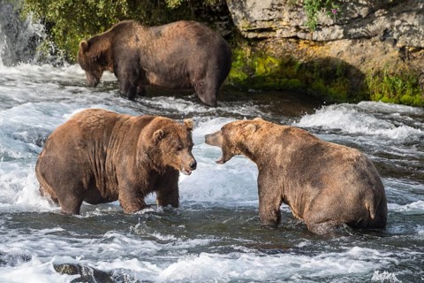 Three Brown bears (Ursus Arctos) in the river