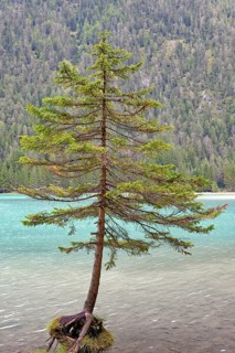 Spruce (Picea) on the shore of Lake Dobbiaco
