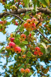 European Wild Pear (Pyrus pyraster) on tree