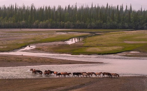 Flock of wild horses crossing the riverbed of Tuul river