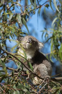 Koala (Phascolarctos cinereus) adult animal feeding in a Eucalyptus tree