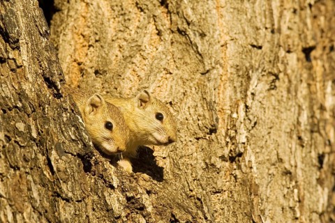 Tree Squirrel (Paraxerus cepapi)