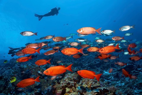 Diver watches swarm Common Bigeyes (Priacanthus hamrur)