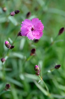 Wood pink (Dianthus sylvestris)
