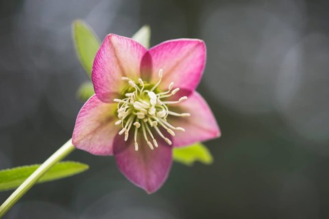 Rosy lenten roses (Helleborus orientalis)