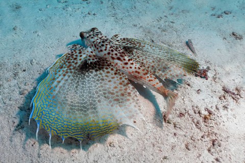 Oriental flying gurnard (Dactyloptena orientalis) with extended fins at the sandy bottom