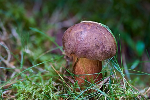 Dotted stem bolete (Neoboletus erythropus)