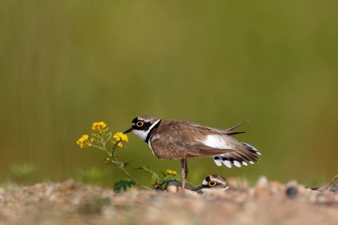 Little ringed plover (Charadrius dubius)