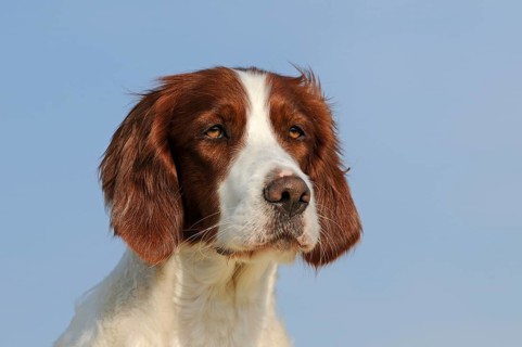 Irish Red and White Setter