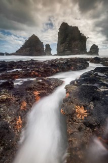 Starfishes on rocky coast