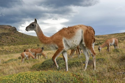 Guanacos (Lama guanicoe) after rain