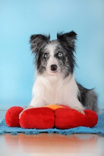 Border collie