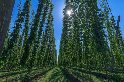 Hop growing (Humulus lupulus) with sun in backlight