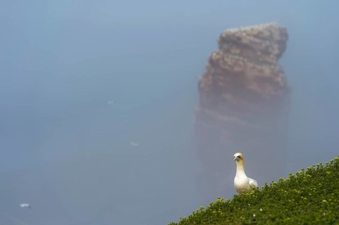 Northern gannet (Morus bassanus)