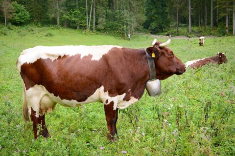 Pinzgau cattle