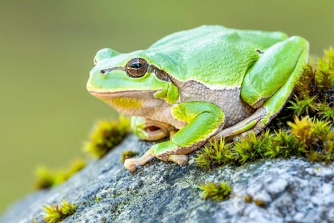 European tree frog (Hyla arborea)