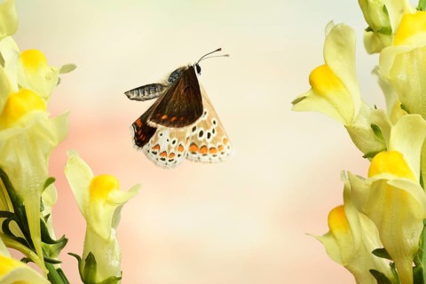 Common blue butterfly