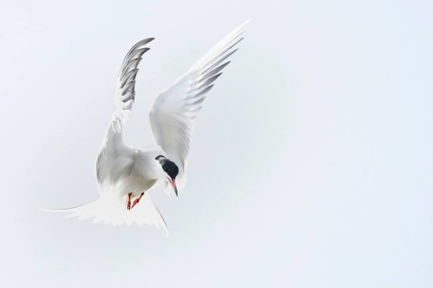 Common tern (Sterna hirundo) hunting in the shaking flight