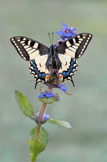 Swallowtail (Papilio machaon) to Carpet bugle (Ajuga)