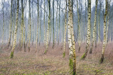 Beech forest (Betula pendula)