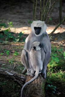 Northern plains gray langur (Semnopithecus entellus)