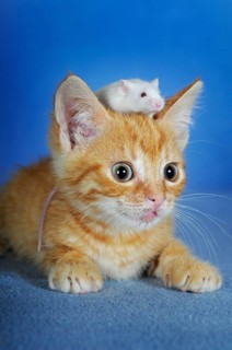 Kitten