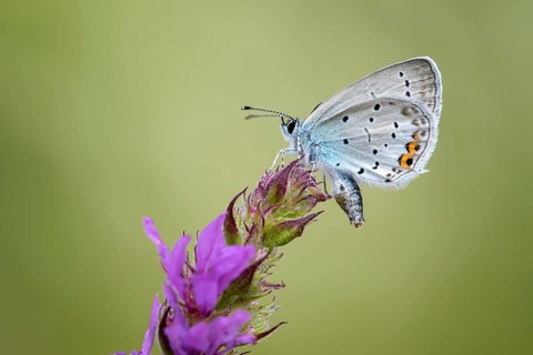 Short-tailed blue Cupid (Cupido argiades)