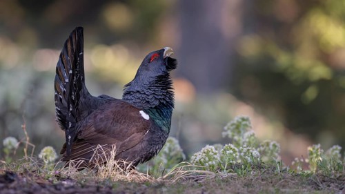 Western capercaillie (Tetrao urogallus)